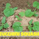 Zucchini Squash | SensiblySara.com