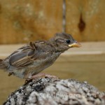 Baby Bird | SensiblySara