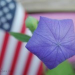 Balloon Flower - Closed | SensiblySara