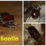 Rhino Beetle | SensiblySara