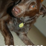 The brown dog - SensiblySara.com