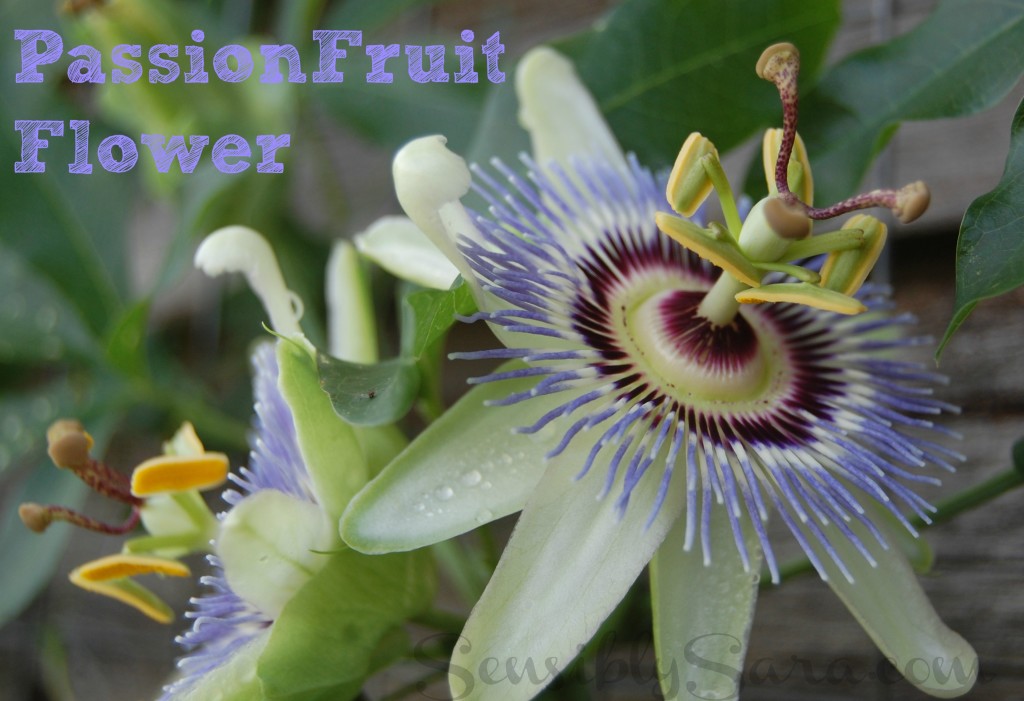 Passionfruit Flower | SensiblySara.com
