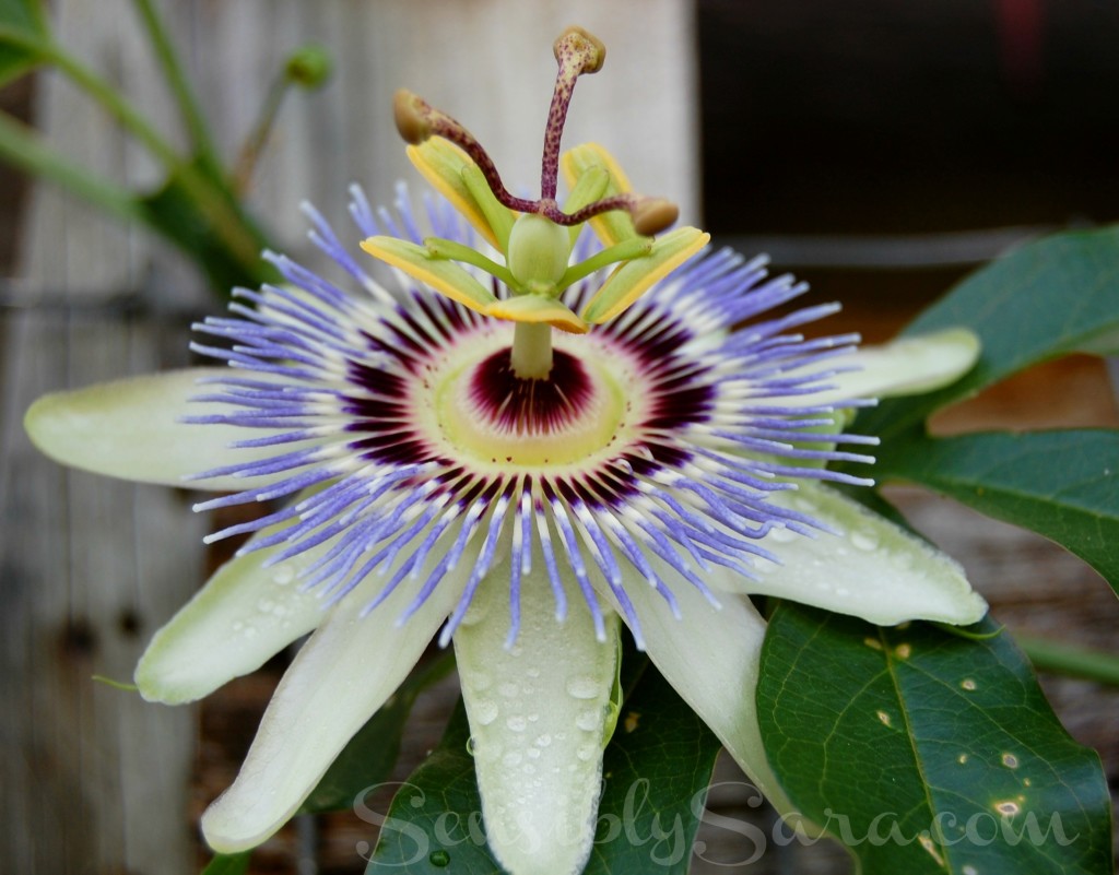 Passionfruit Flower | SensiblySara.com