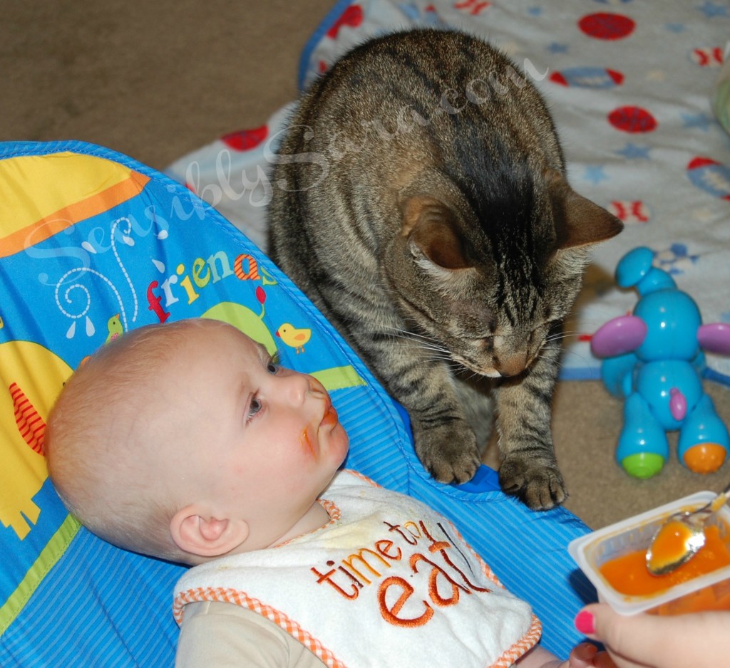 SensiblySara | Cat, Kid and Baby Food