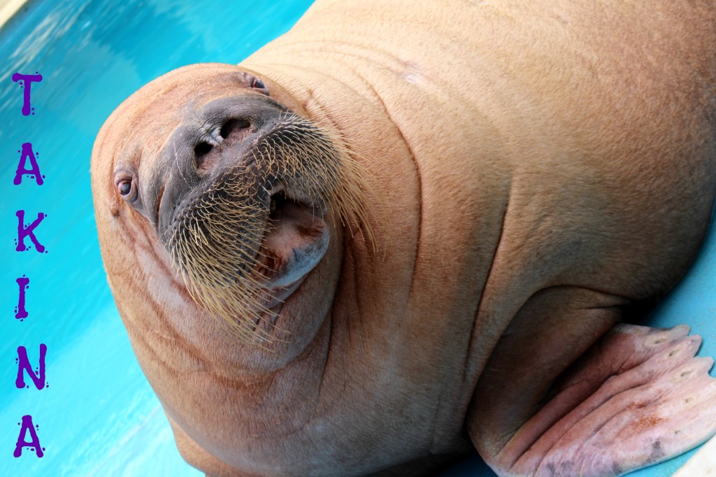 Takina the Walrus | SensiblySara.com