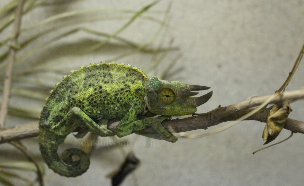 Jackson's Three-Horned Chameleon | SensiblySara.com