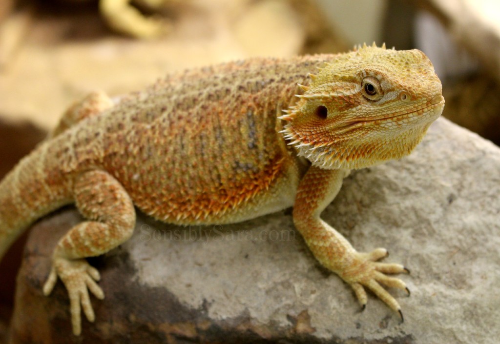 Bearded Dragon | SensiblySara.com