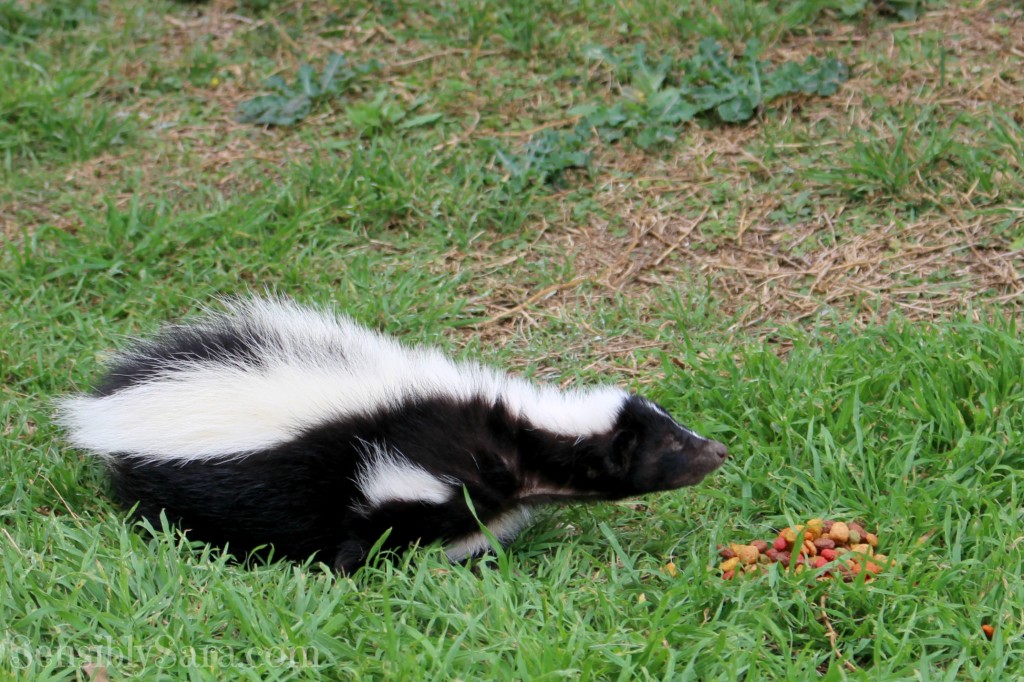 Hunk the Skunk Our visitor for a day!