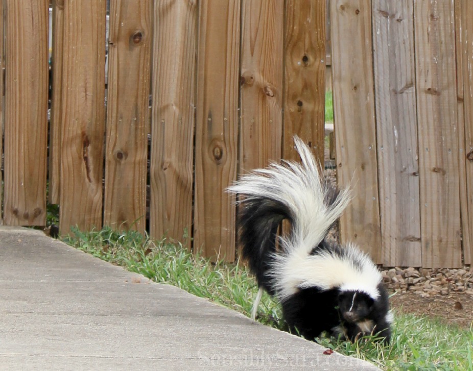 Skunk with tail up | SensiblySara.com