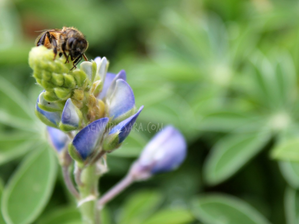 Bees and Bluebonnets | SensiblySara.com