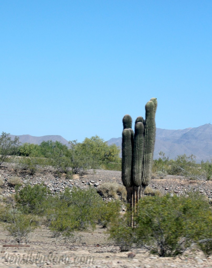 Cactus in Arizona | SensiblySara.com