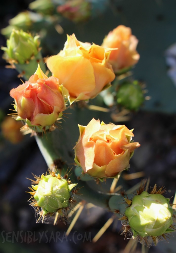 Cactus Blooms | SensiblySara.com