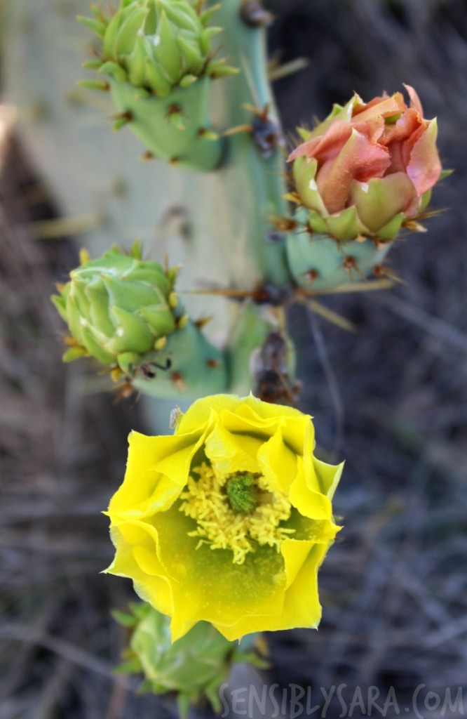 Yellow Cactus Bloom | SensiblySara.com