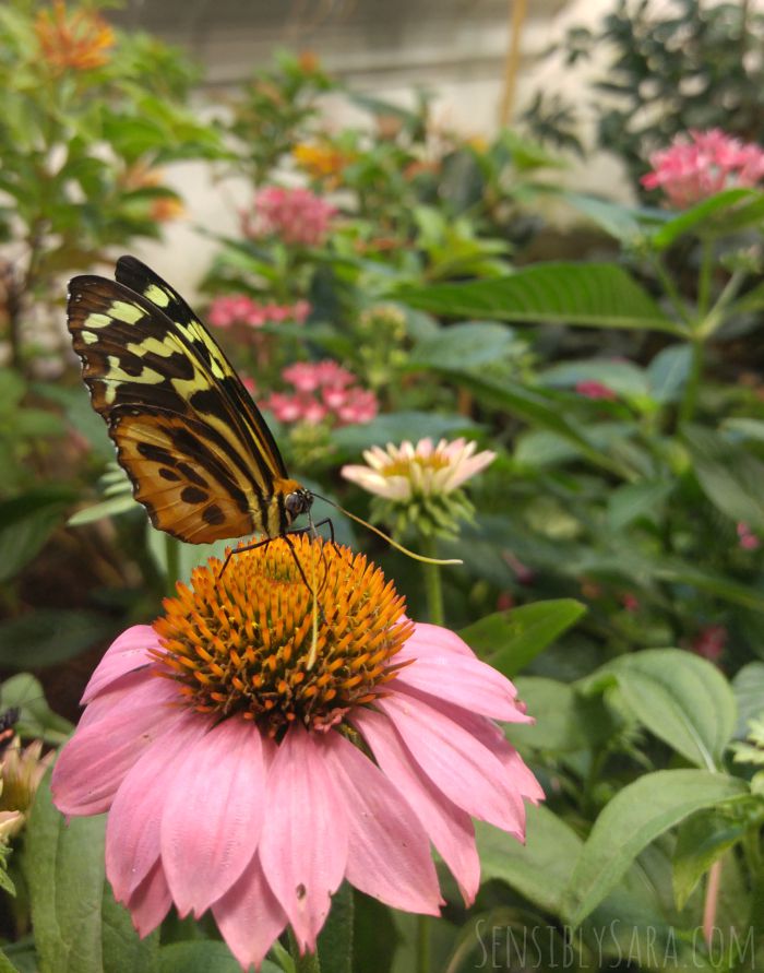 Butterfly at the Insectarium | SensiblySara.com