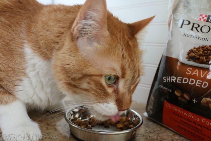 Louie with Purina Pro Plan Shredded Blend | SensiblySara.com