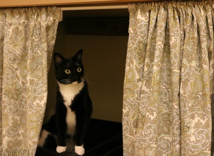 Mordu & the Cat Litter Box Curtain | SensiblySara.com