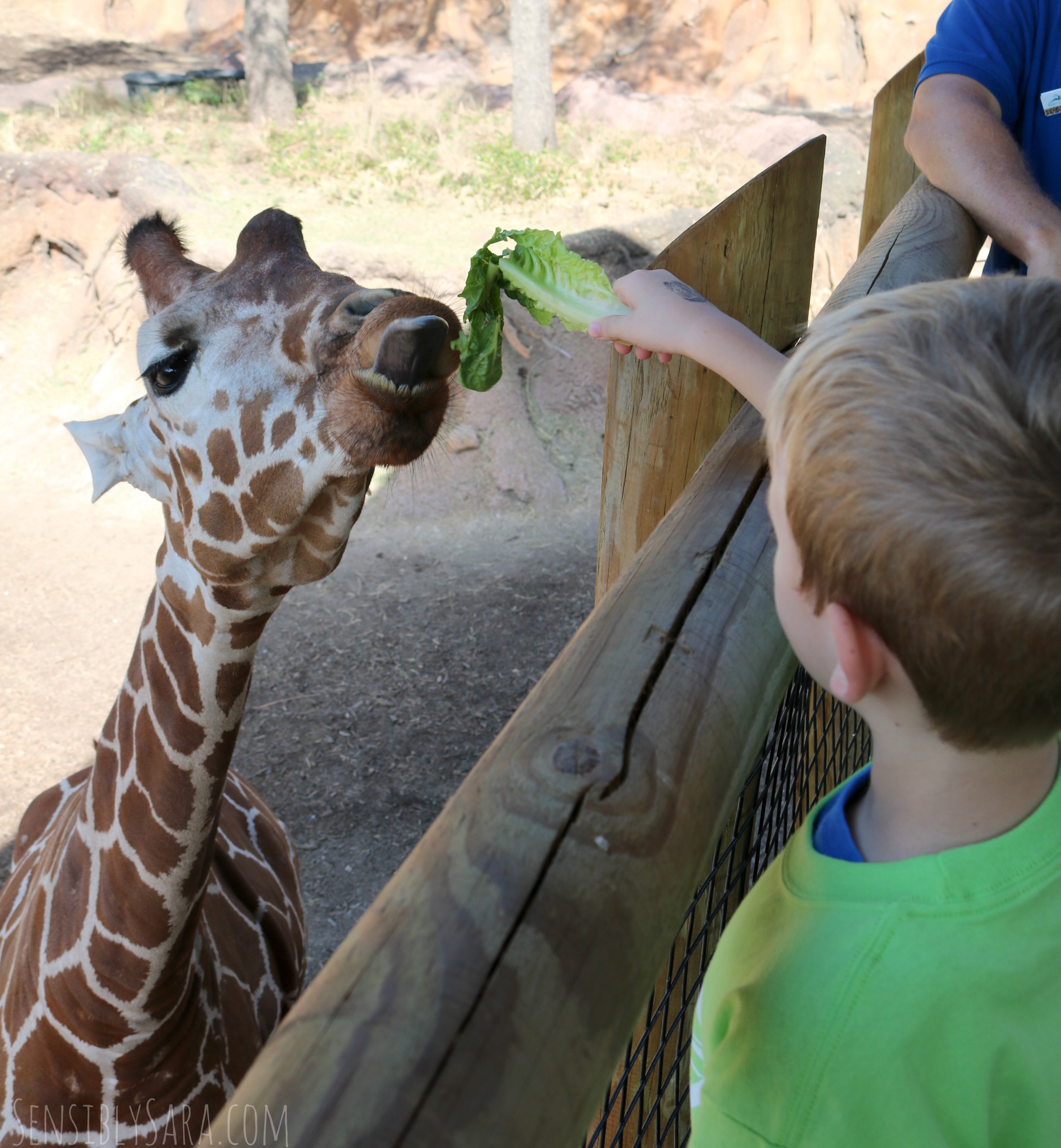 Feed the Giraffes at the San Antonio Zoo | SensiblySara.com