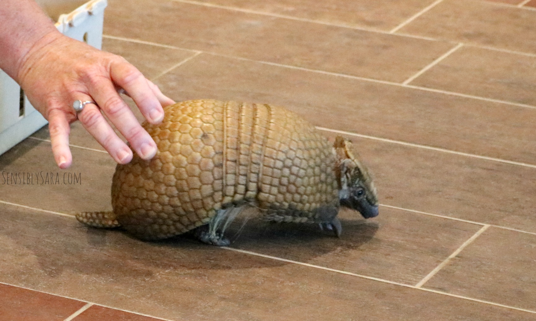 Animal Presentation at San Antonio Zoo Summer Camps | SensiblySara.com