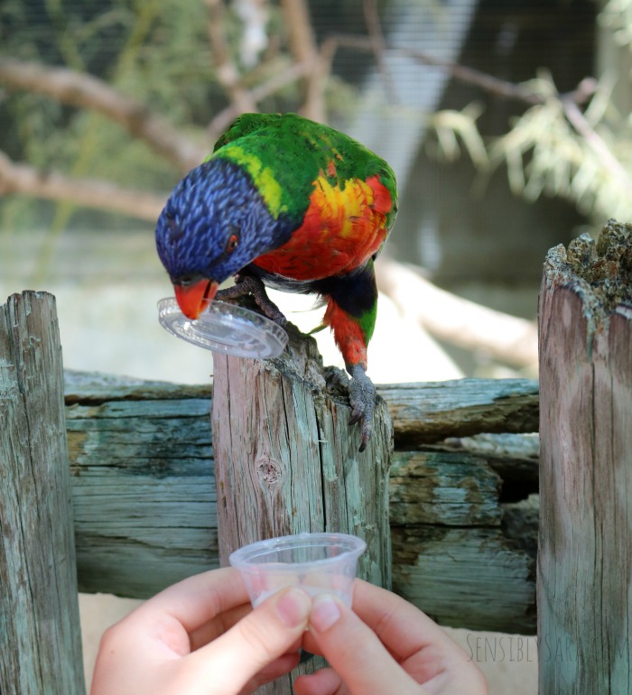 San Antonio Zoo Lory's | SensiblySara.com