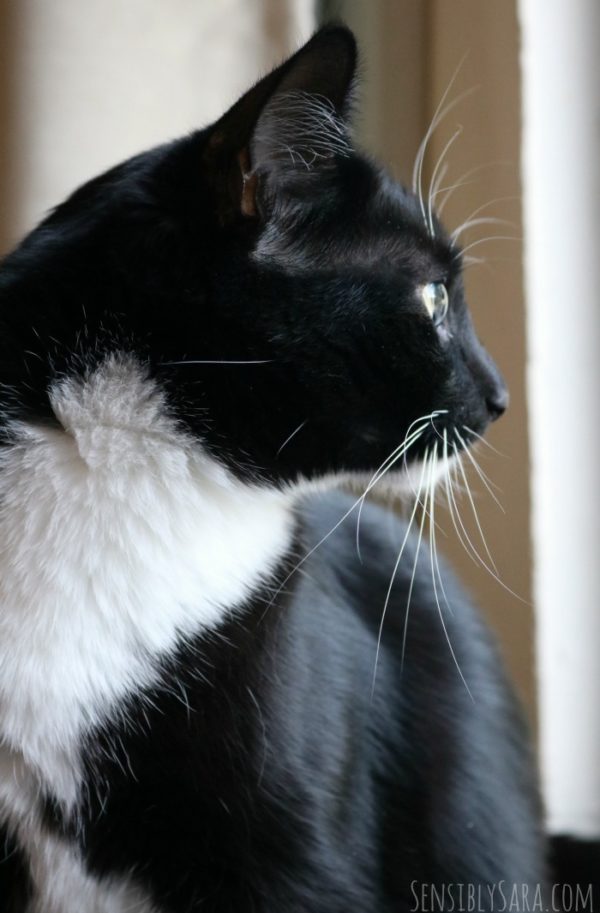 July is Pet Hydration Month + PetSafe Avalon Fountain Review