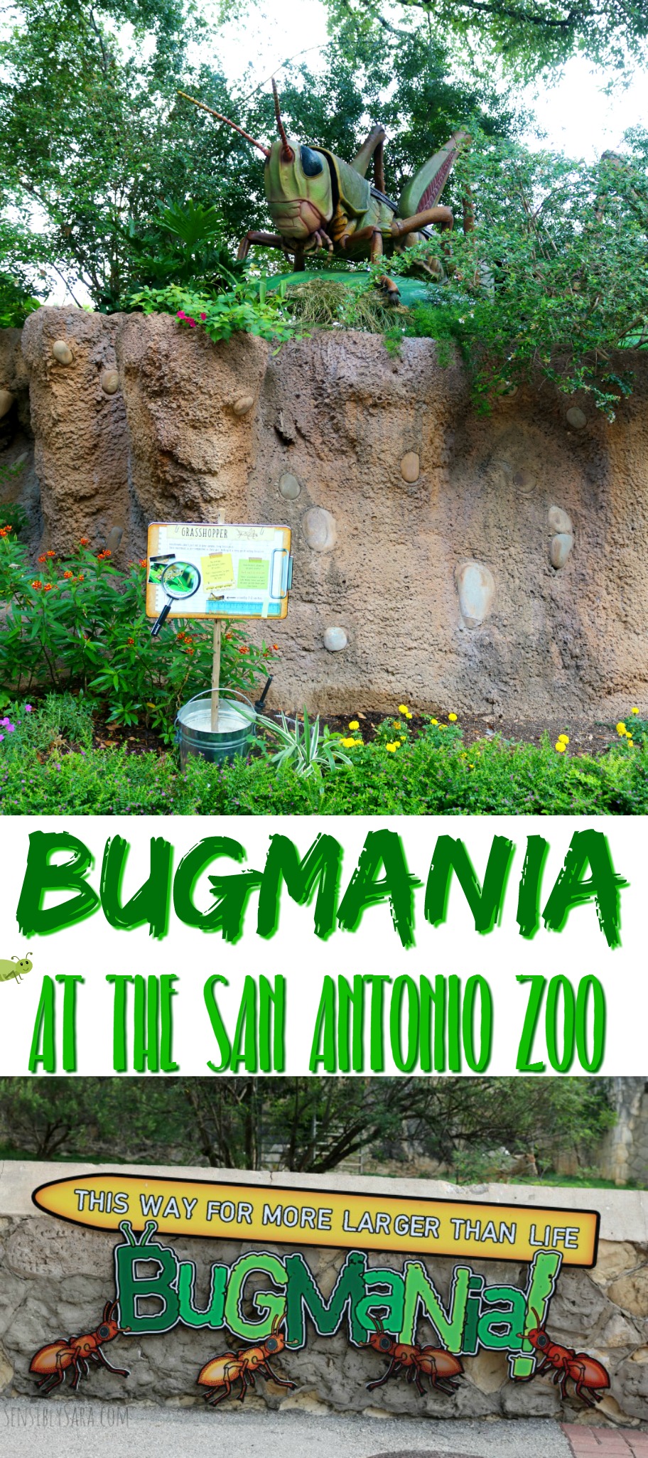 Bug Mania at the San Antonio Zoo | SensiblySara.com