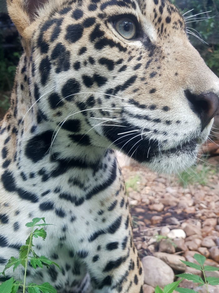 Jaguar at the San Antonio Zoo | SensiblySara.com