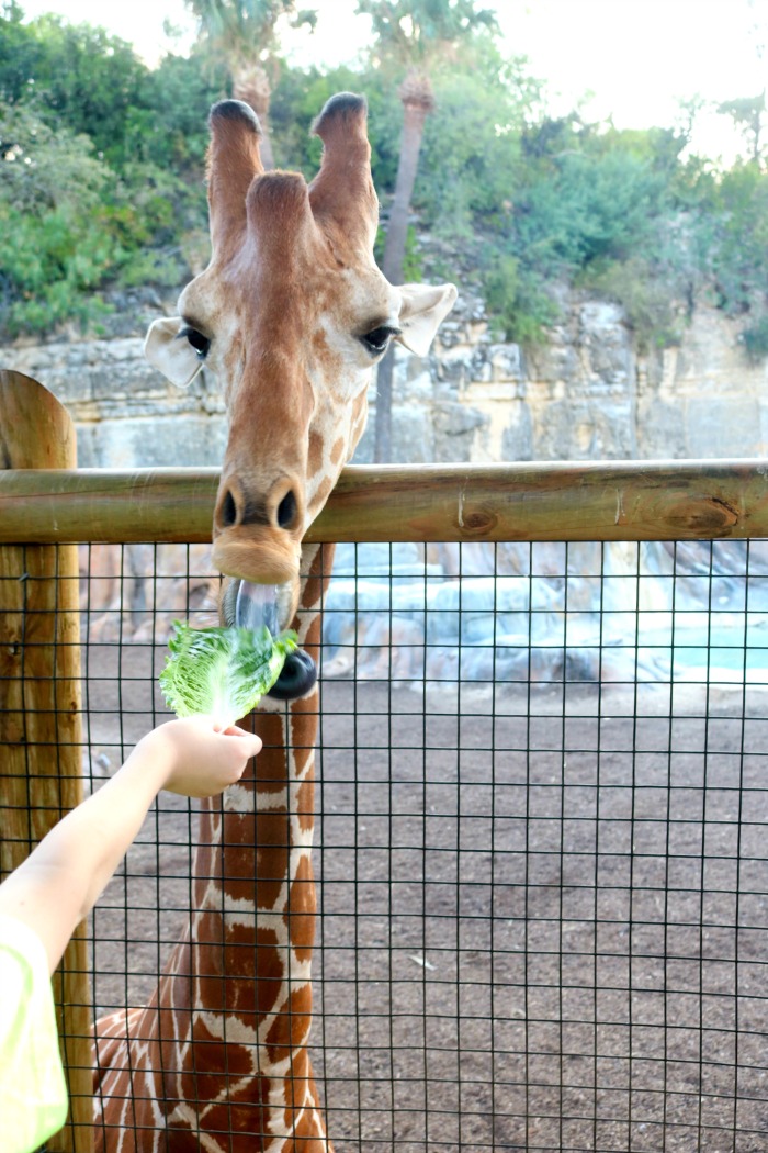 Giraffe Feeding at San Antonio Zoo | SensiblySara.com