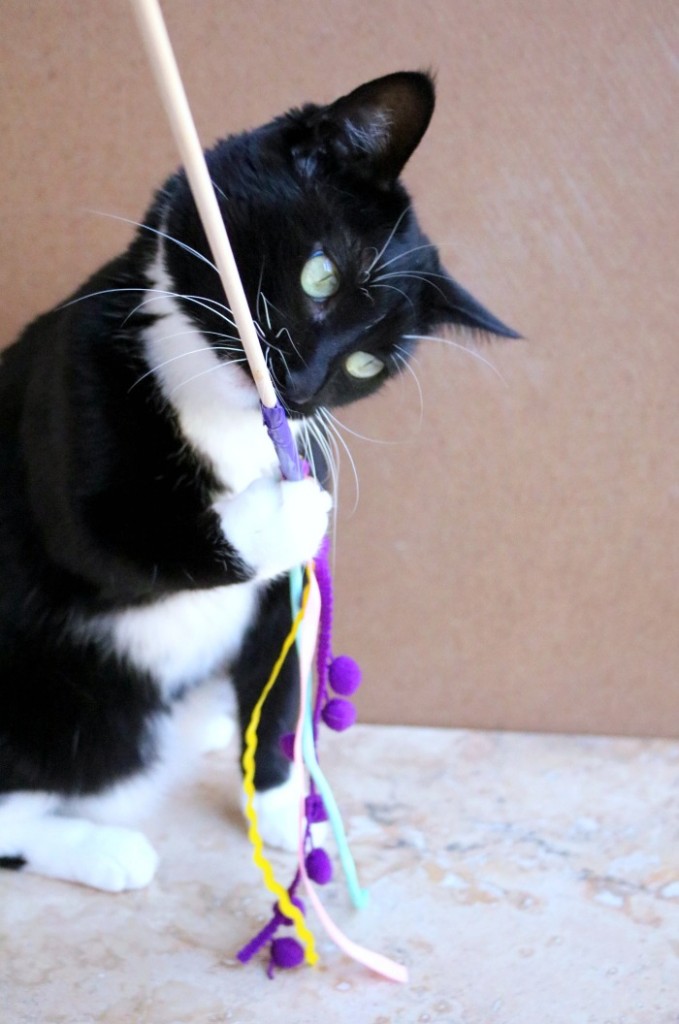 Spoil Your Cats with a DIY Cat Wand Toy and Meow Mix