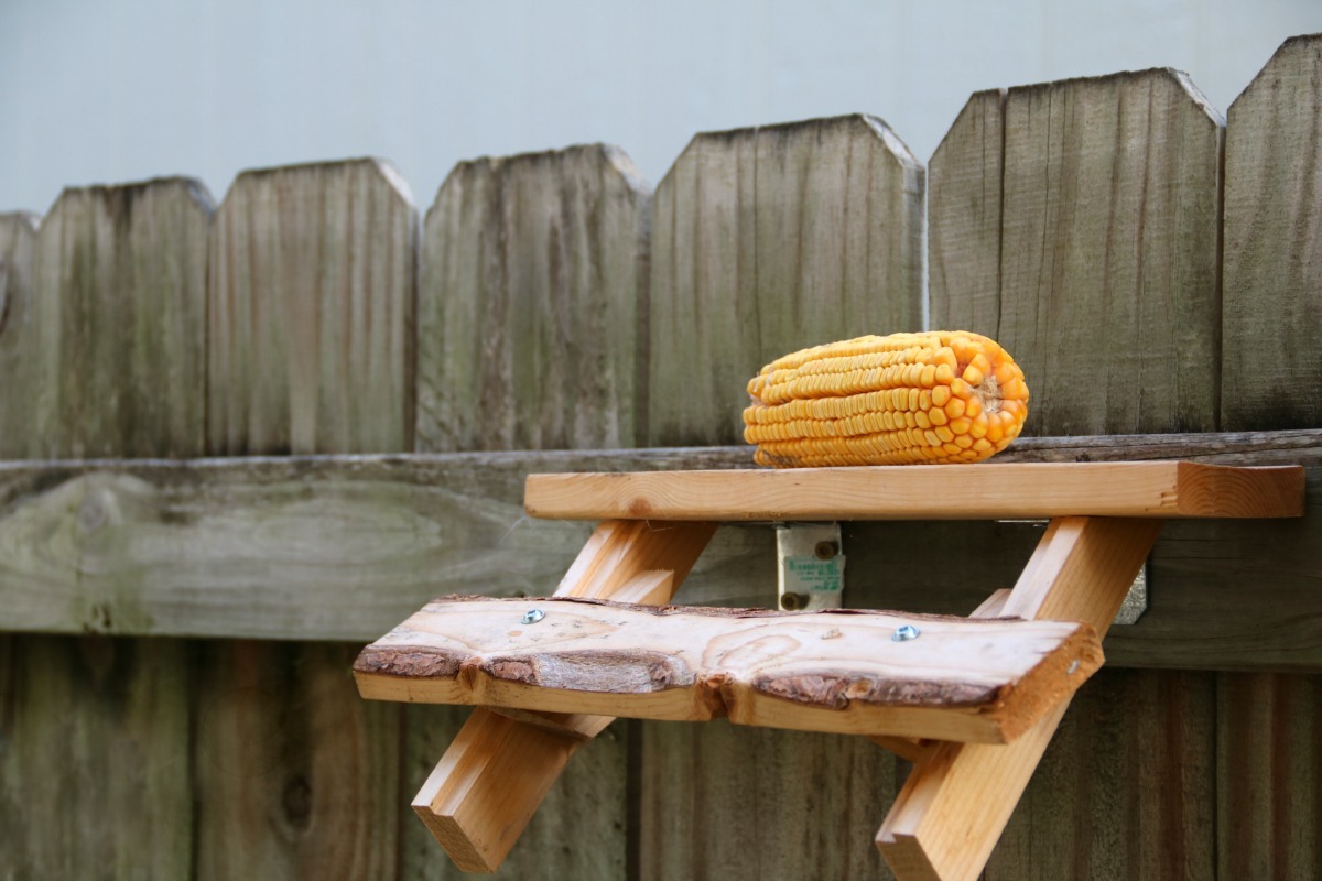 Squirrel Picnic Table Plans for an Outdoor DIY Squirrel Feeder